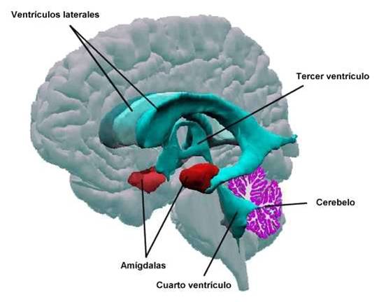 Núcleos da amígdala